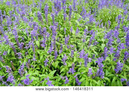 beautiful spring garden violet flower background texture