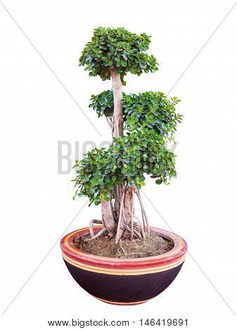 Beautiful and artistic dwarf tree or a miniature bonsai tree in a ceramic pot isolated on white background.with clipping path.