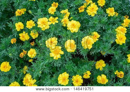 beautiful spring garden yellow flower background texture
