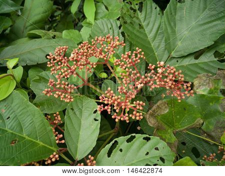 red ixora pavetta flowers in canning hill Thailand