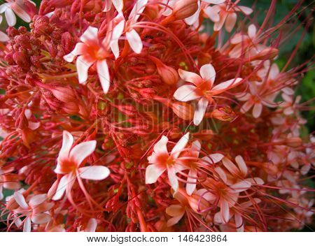 red ixora pavetta flowers in canning hill Thailand