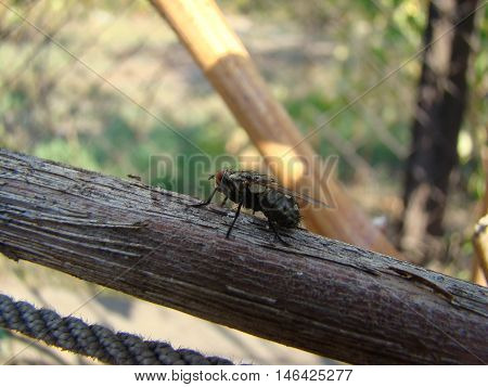 Flies are insects included in the order Diptera