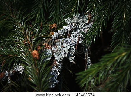 Gray lichen on the green spruce branch