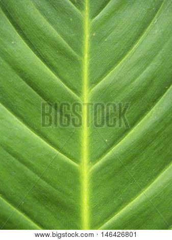 abstract and close-up of green leaf elements of design