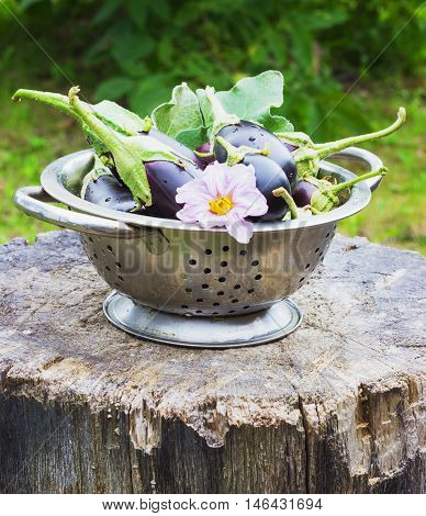 eggplant in a colander in the street on a stump garden summer