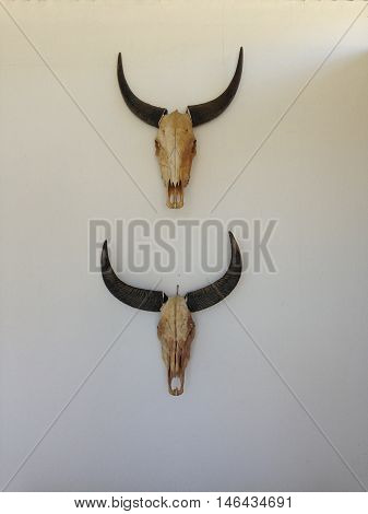 Two  buffalo skulls hanging on a white wall