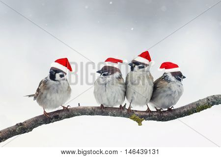 funny Christmas birds with little red hats during a snowfall