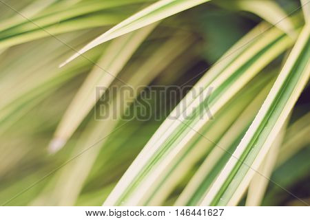 Leaves yellowish green close up background Plant background