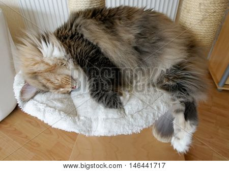 Extremely large blue tortie tabby with white Maine Coon female sleeping on her cat tree with her long bushy tail hanging down.