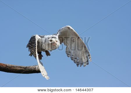 นกฮูกสโนวี่ (Bubo scandiacus) ในเที่ยวบิน