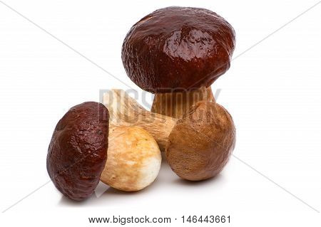 Porcini Mushroom with Rosemary Porcini Mushroom with Rosemary isolated on white background