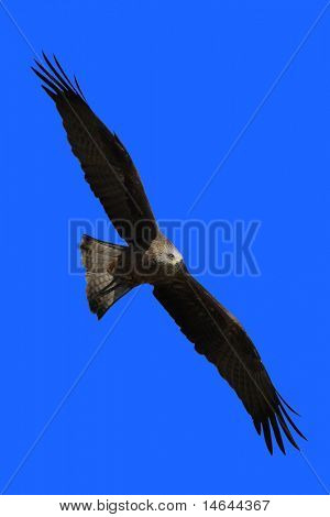 Genç Şahin-kartal - Geranoaetus melanoleucus Kara göğüslü