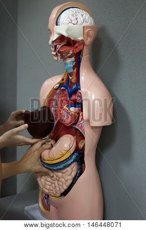 Human anatomy mannequin. The arrangement of human organs