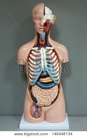 Human anatomy mannequin. The arrangement of human organs