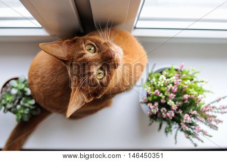 Purebred abyssinian cat sitting on the windowsill with heather and succulents indoor