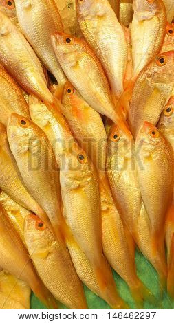 Red sea bream in the fish bazaar