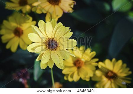Close view of Arnica herb blossom in a blurry background