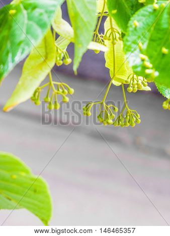 Fresh Blooming Linden Tree With a Street View