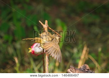 Streak-eared Bulbul (pycnonotus Blanfordi) In Nature