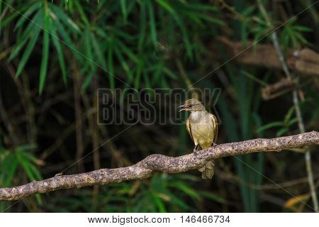 Streak-eared Bulbul (pycnonotus Blanfordi) In Nature