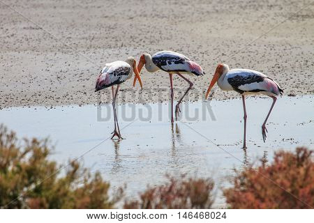 Painted Stork, Mycteria Leucocephala