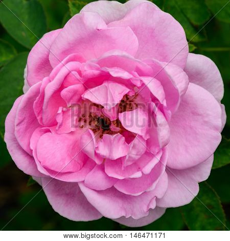 Rosa Damascena Flower