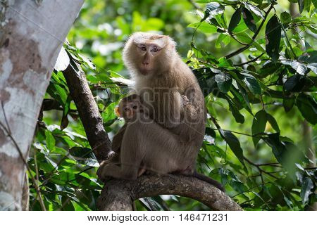 Pig-tailed Macaque Macaca nemestrina mother and daugther on tree