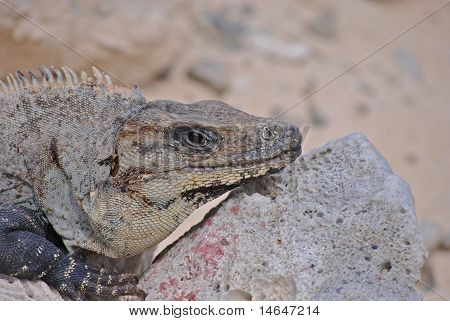 Leguan
