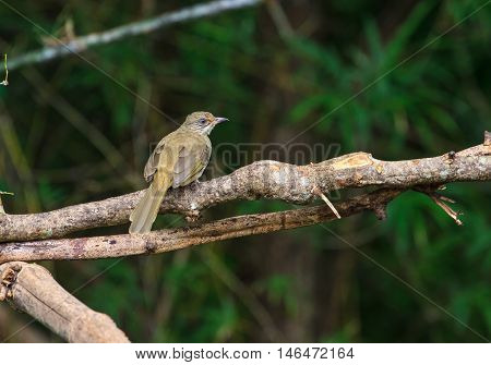 Streak-eared Bulbul (pycnonotus Blanfordi) In Nature