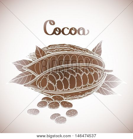 Graphic dried cocoa fruit isolated on white background. Hand drawn exotic cacao plant in brawn colors