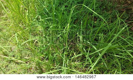 Long and Short Grass in Shade and Sunlight