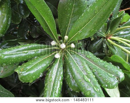 Raindrops on the Green Leaves Close up