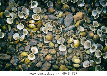Image of shells and stones on the floor. - Vintage Filter