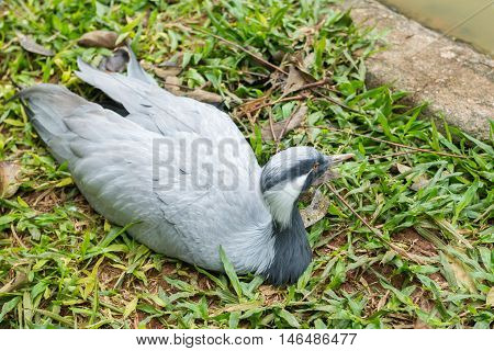 Close Up Of A Giant Blue And White Bird