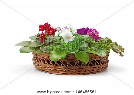 African violet saintpaulia arranged in a basket isolated on white background.