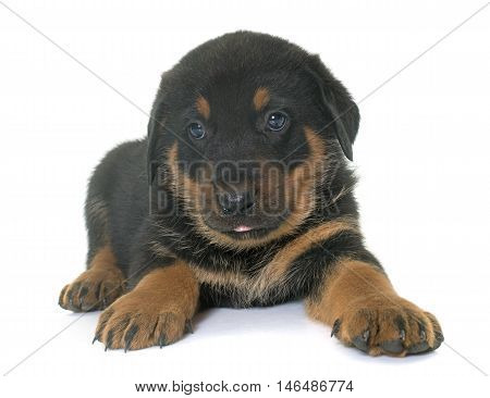 beauceron puppy in front of white background