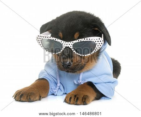 dressed beauceron puppy in front of white background