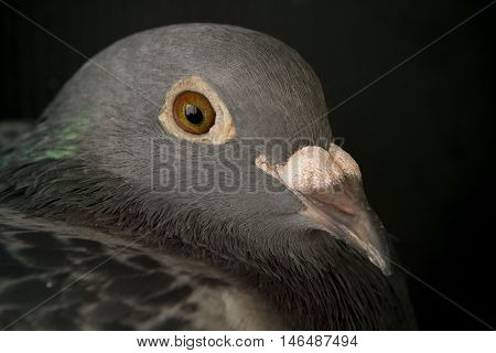 close up face of speed racing pigeon birdhead shot on black