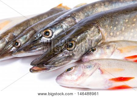 Raw fish. Pike and perch on white background.