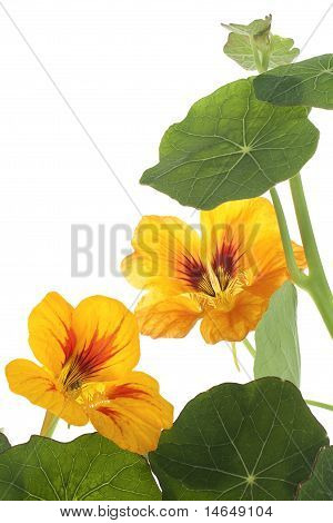Nasturtium