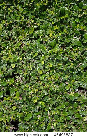 close up fresh green Carmona retusa plants texture