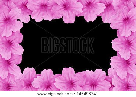 pink ruellia tuberosa flower on black background