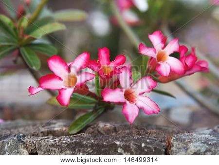 the beautiful pink flower. horizonatal photo. thailand