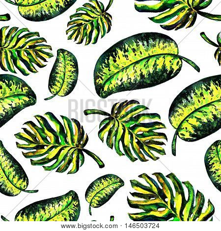 Seamless pattern of leaves monstera. Watercolor sheet