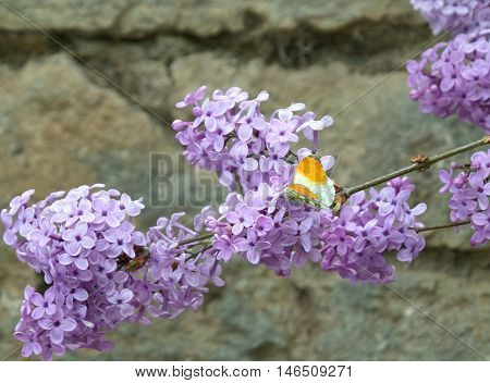 Yellow and White Butterfly on the Purple flower at the ancient city of Greece