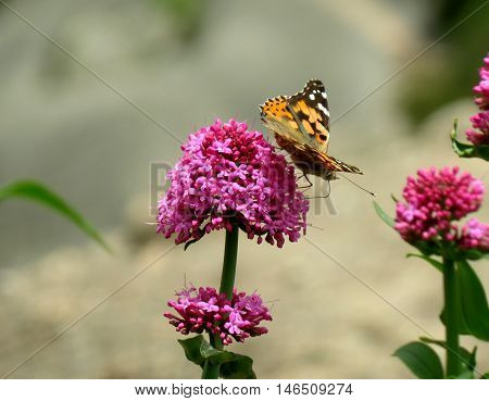 Orange and Black Butterfly on the brightly Pink Flower