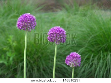 The Three Sisters !! Young Purple Alliums in the Green Grass Field