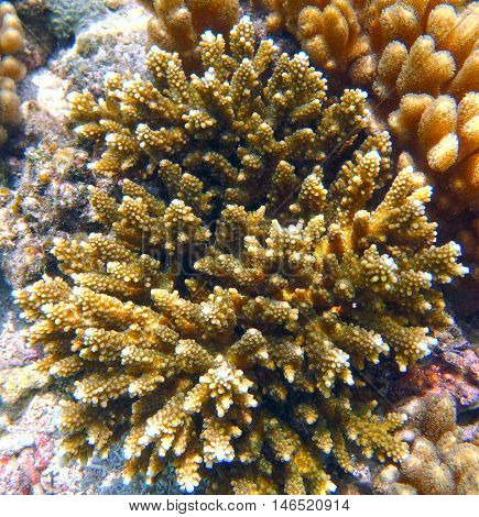 Coral Reef Underwater View