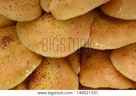Blonde honey agaric mushrooms in the summer morning dew