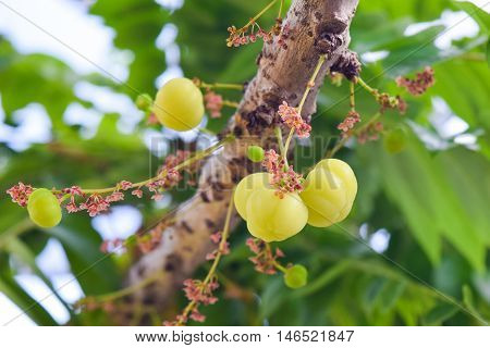 Bunch Gooseberry.phyllant Hus Acidus Native Gooseberry Fruitasian Fruit